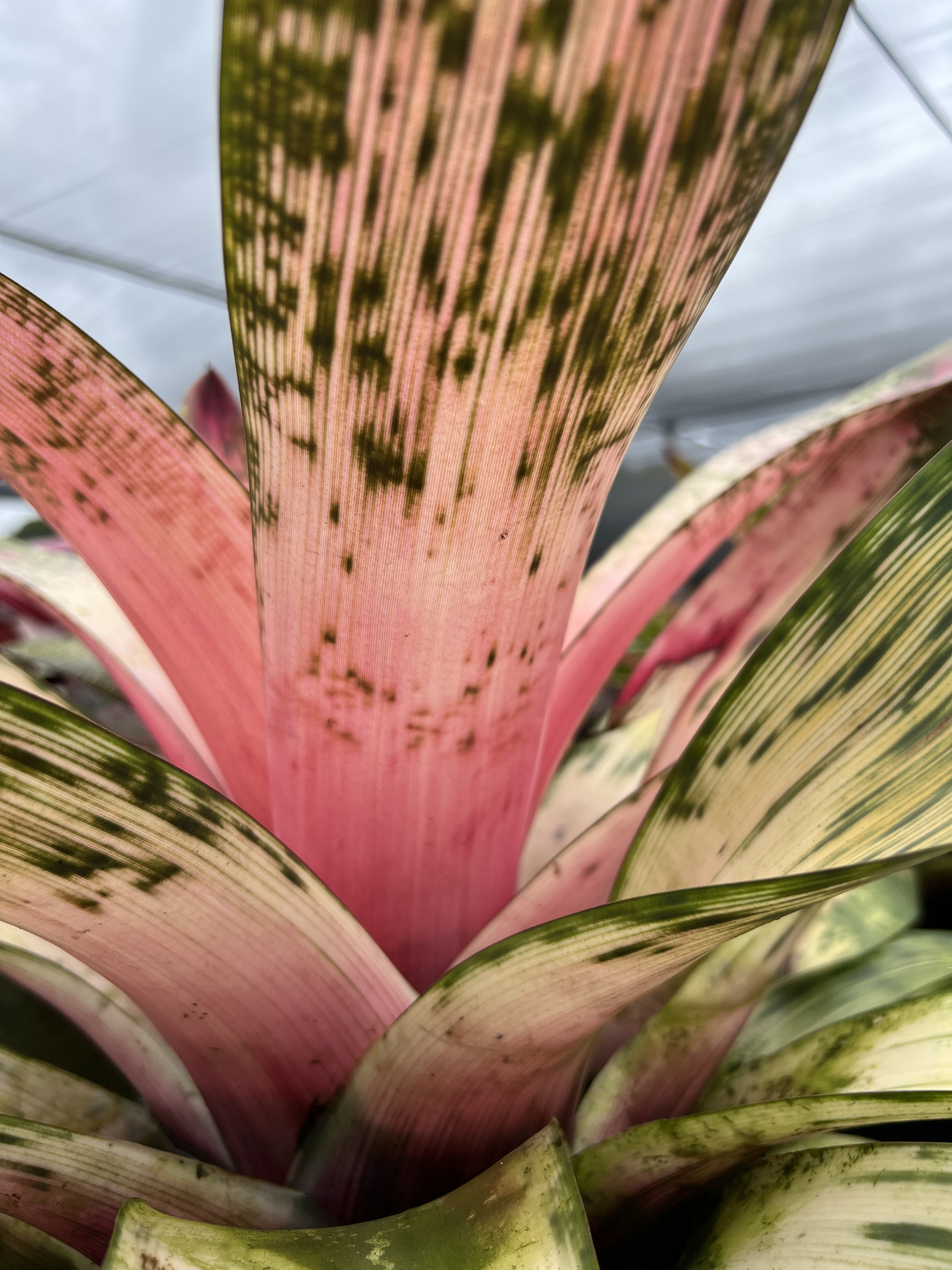 フリーセア　ハイパースペース　Vriesea 'Hyperspace'激レア Vriesea 'Hyperspace' | Fantastic Gardens Hawaii